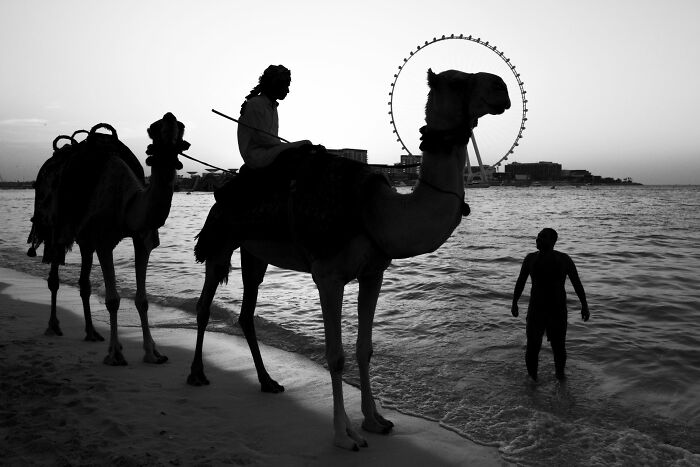Silhouettes of camels and people on a beach at sunset, capturing pure street photography moments by the water.