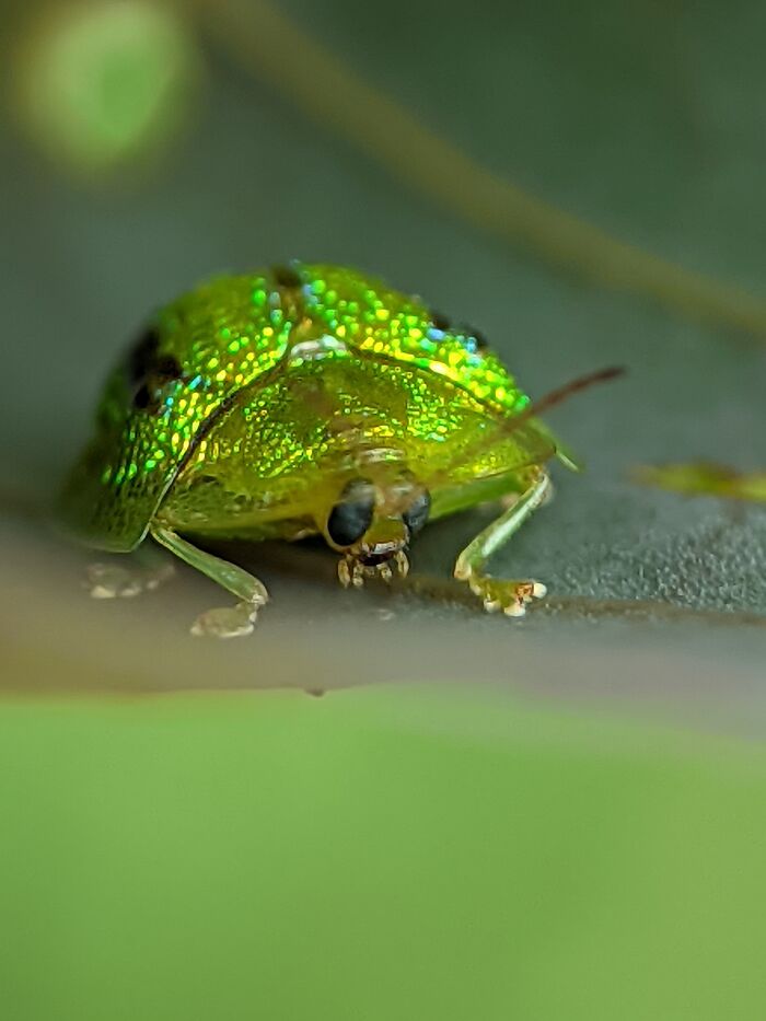 Green Tortoise Beetle Face Close-Up