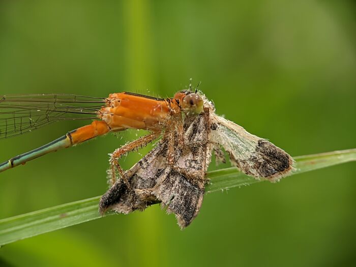 Damselfly With Its Prey