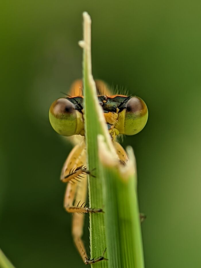 Damselfly