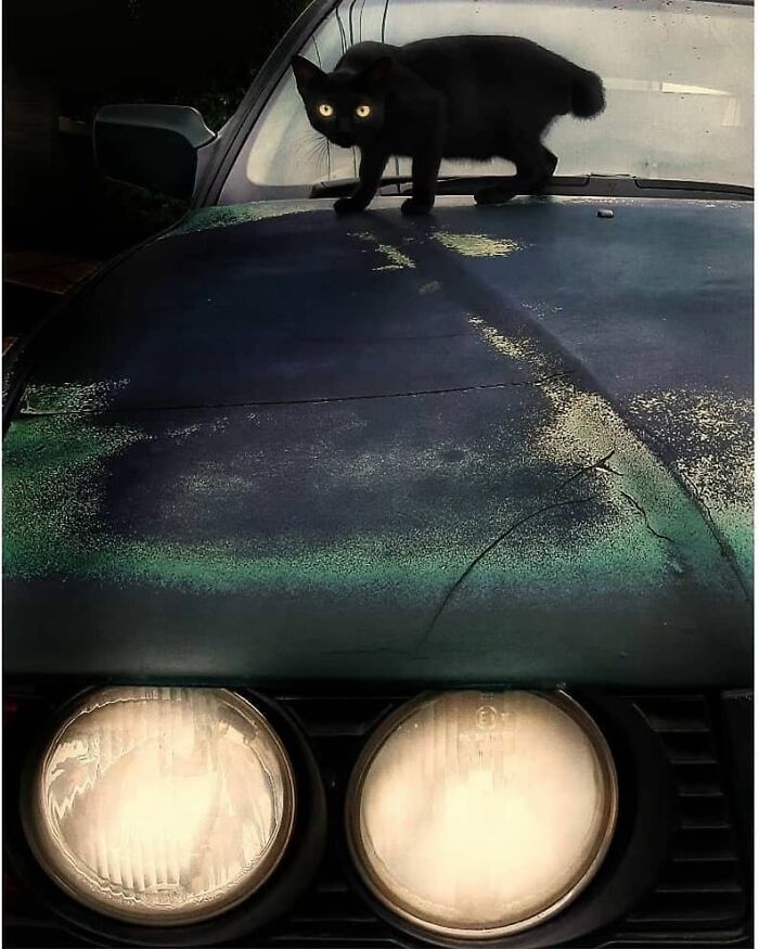 Black cat with glowing eyes standing on the hood of an old car in a stunning animal moments photograph.