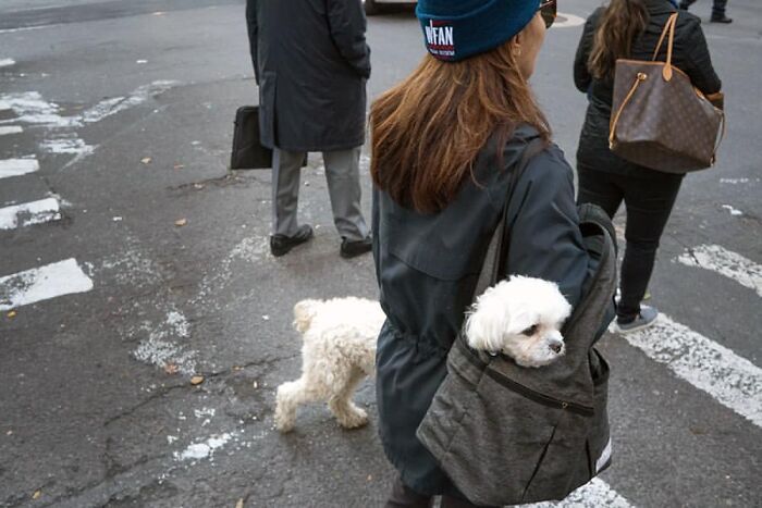 Woman carrying small white dog in a backpack on city street showcasing stunning animal moments in urban life.