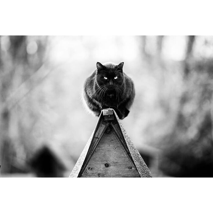 Black cat perched on a pointed wooden structure captured in a stunning animal moment photography scene.