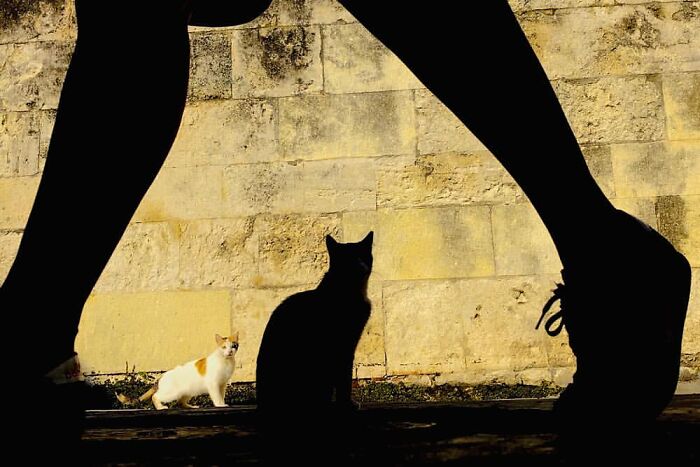 Silhouetted cats sitting near a stone wall with a person's legs walking, capturing stunning animal moments in photography.