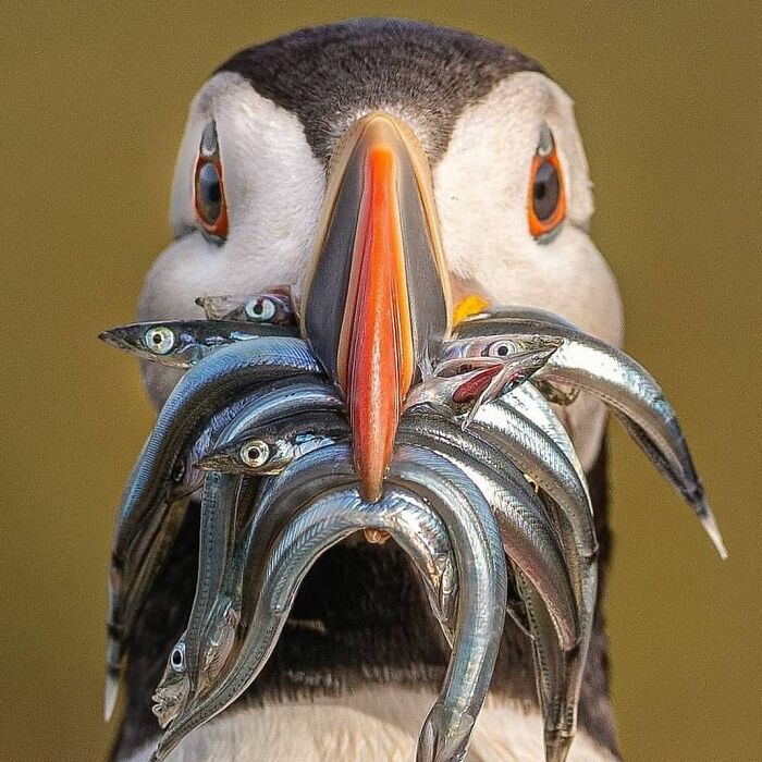 Close-up of a puffin holding multiple small fish in its beak, capturing a stunning animal moment in nature.