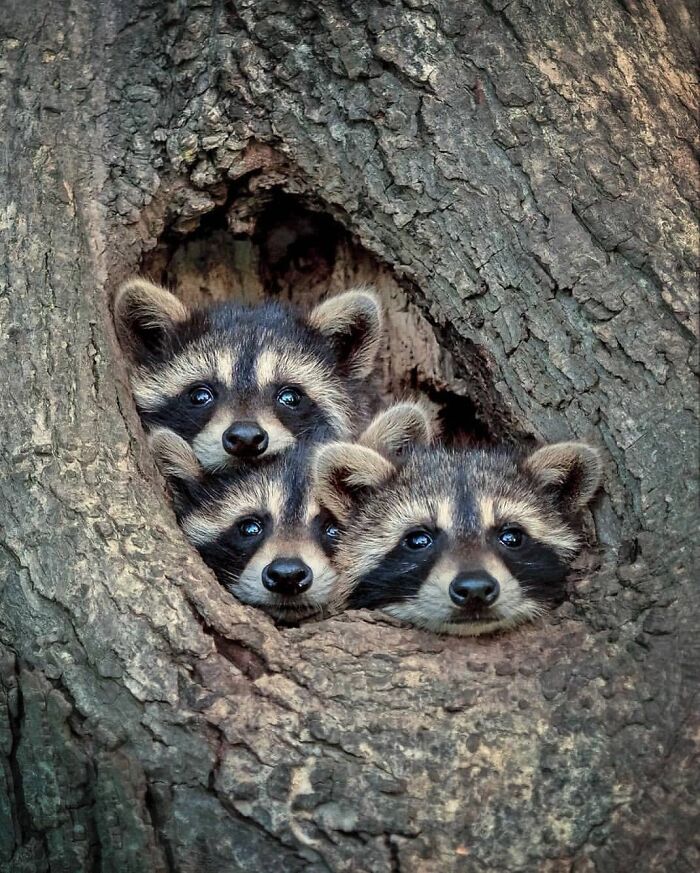 Three raccoons peeking from a tree hollow, capturing one of the most stunning animal moments in nature photography.