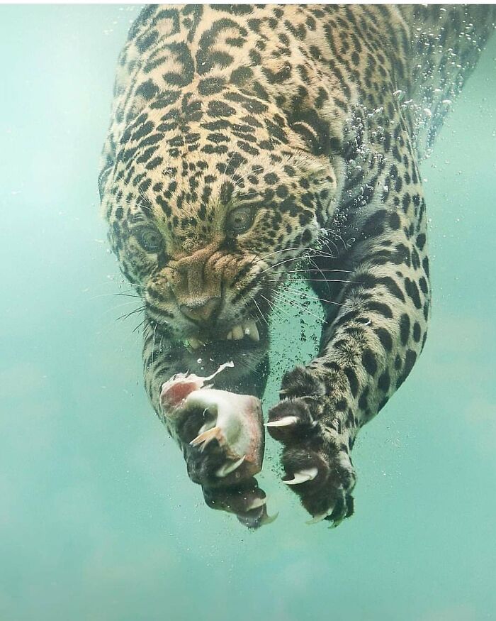 Leopard underwater leaping forward with claws extended, capturing prey in stunning animal moments photography.