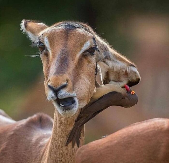 Close-up of a stunning animal moment showing a bird perched inside an antelope's ear in a natural setting.