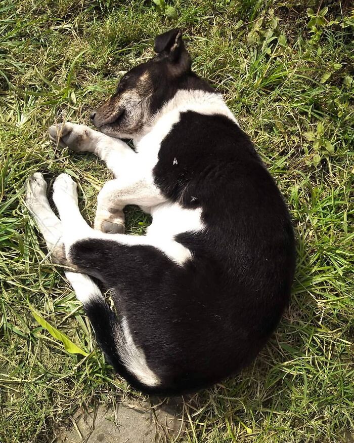 Sleeping black and white dog resting on grass, capturing one of the most stunning animal moments in nature photography.