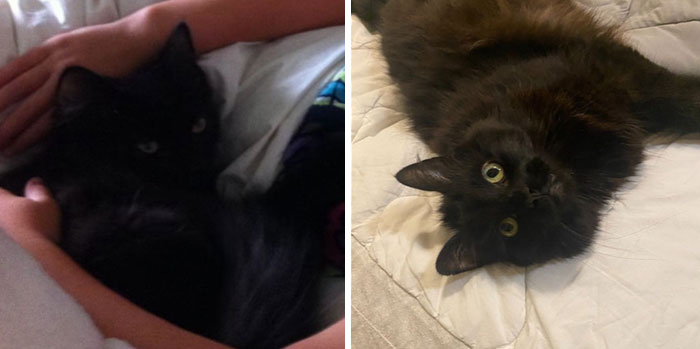 My Old Bear Of A Cat. Had Her Since 2013. She Gets Cuddlier Each Year