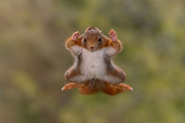 Small brown squirrel mid-air with paws up, showcasing wildlife comedy gold in a nature-filled background.