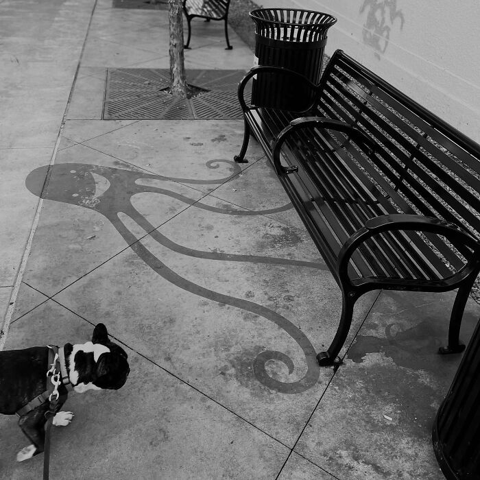 Black and white photo of clever shadow art installations showing an octopus shadow cast by a park bench and trash can.