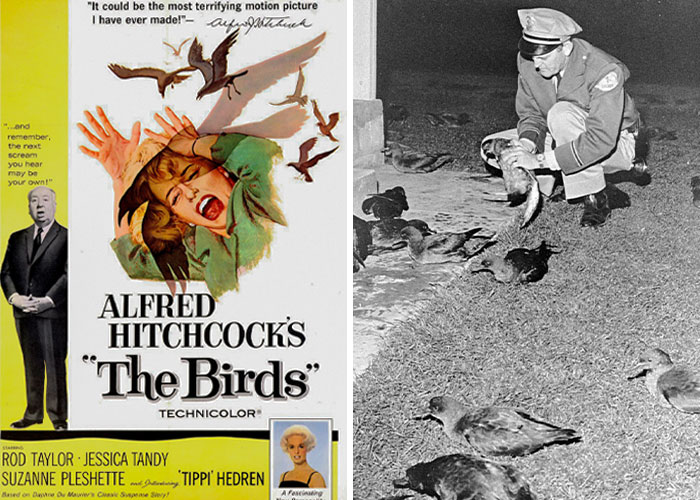 Poster of the horror film The Birds beside a black-and-white photo of a police officer feeding birds, inspired by real-life events.