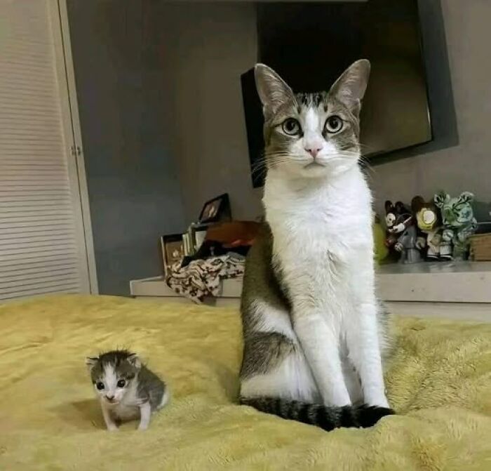 Adult cat sitting next to a tiny kitten on a yellow blanket, capturing a hilarious cat moment caught on camera.