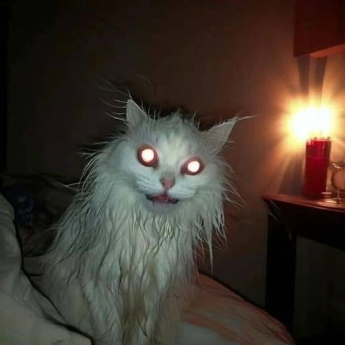 Wet cat with glowing eyes sitting on a bed near a lit candle, capturing a hilarious cat moment caught on camera.