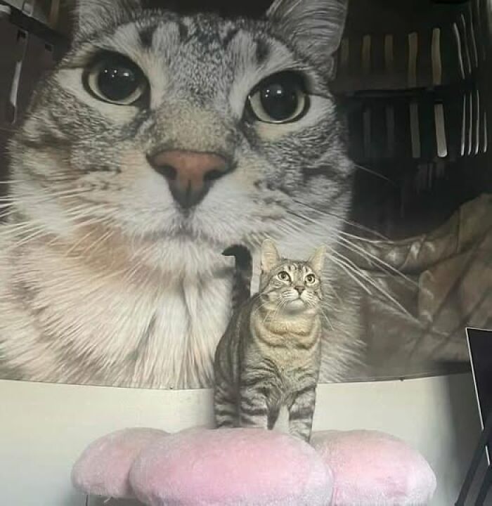 Tabby cat sitting on a pink cushion with a large close-up cat portrait in the background, showcasing hilarious cat moments.