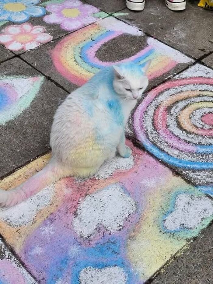 White cat sitting on colorful chalk drawings on pavement, blending with rainbow hues in a hilarious cat moment caught on camera.