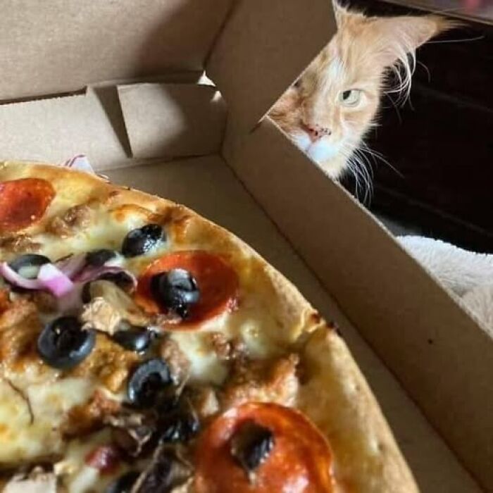 Orange cat peeking into pizza box with pepperoni, olives, and onions, capturing a hilarious cat moment caught on camera.