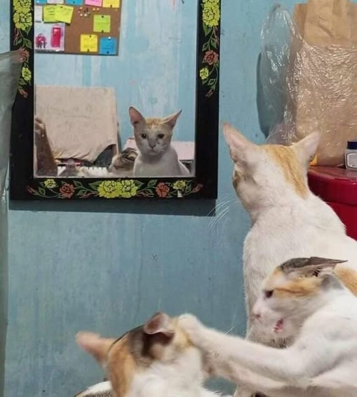 Two cats interacting playfully in front of a mirror, capturing a hilarious cat moment caught on camera indoors.