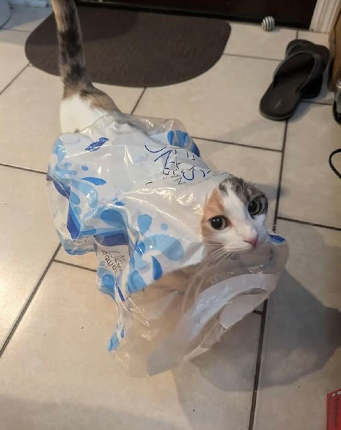 Calico cat caught in a plastic bag on a tiled floor, showcasing one of the hilarious cat moments caught on camera.