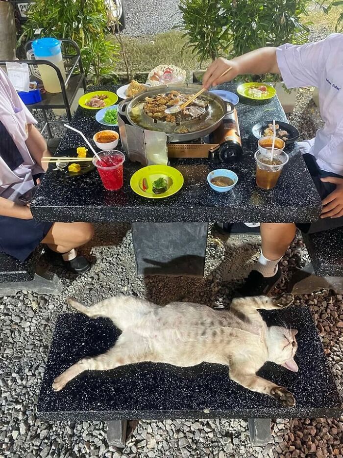 Cat lying stretched out on a bench near a barbecue grill with people dining outdoors, capturing a hilarious cat moment.
