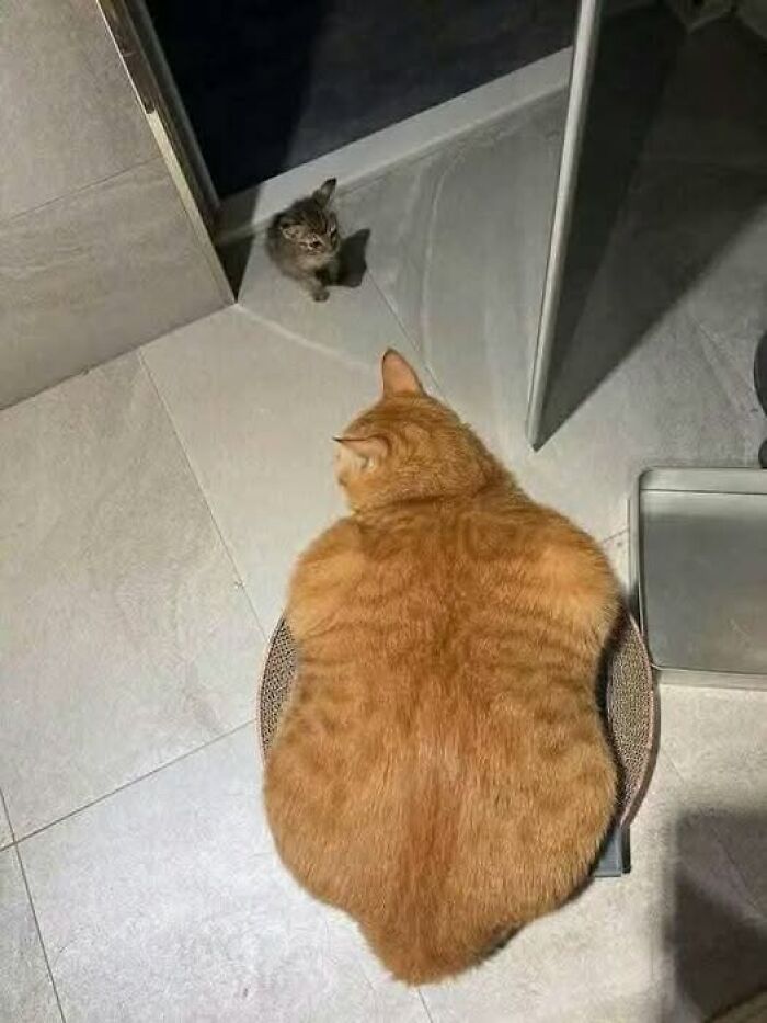 Two cats caught on camera, a large orange cat sitting on a round bed, and a small kitten nearby on tiled floor.