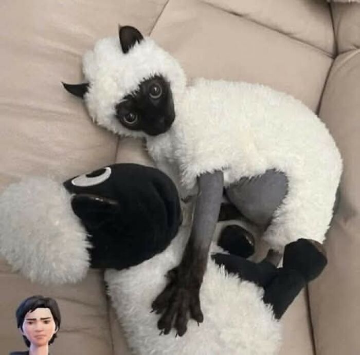 Siamese cat dressed in a fluffy sheep costume lying on a couch, showcasing hilarious cat moments caught on camera.