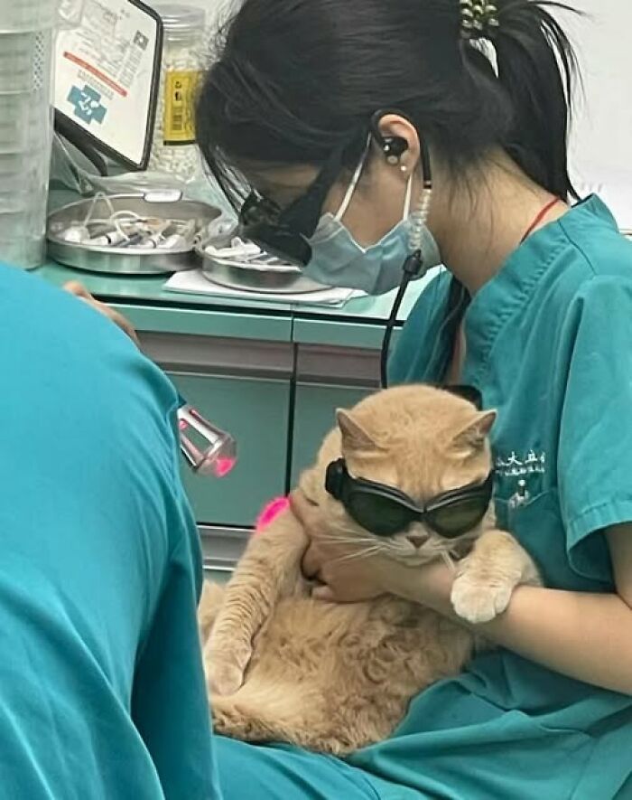Veterinarian holding a cat wearing protective goggles during a laser treatment, showing hilarious cat moments caught on camera.
