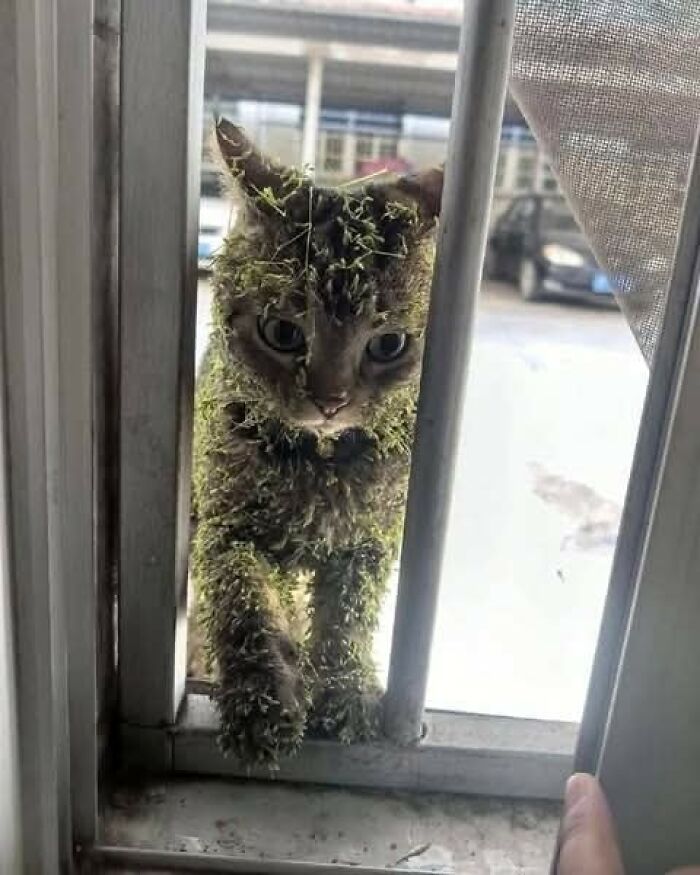 Cat covered in burrs stuck between window bars, a hilarious cat moment caught on camera in an outdoor setting.