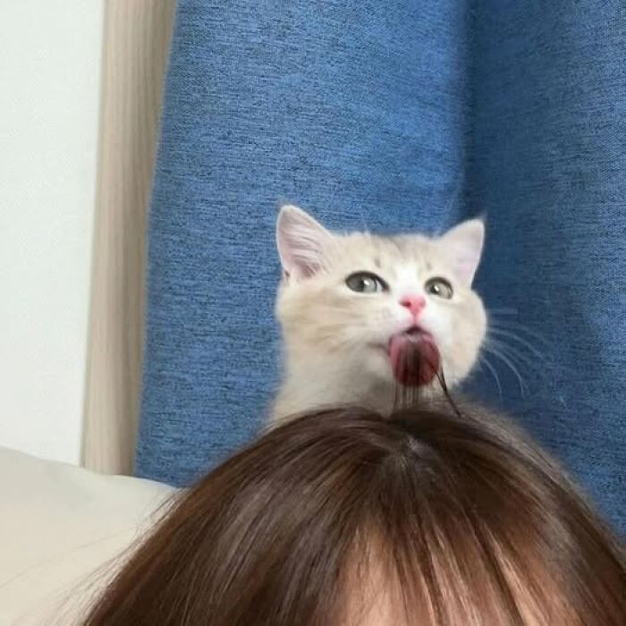 Hilarious cat moment caught on camera as a light-colored cat licks a person's hair against a blue curtain background.