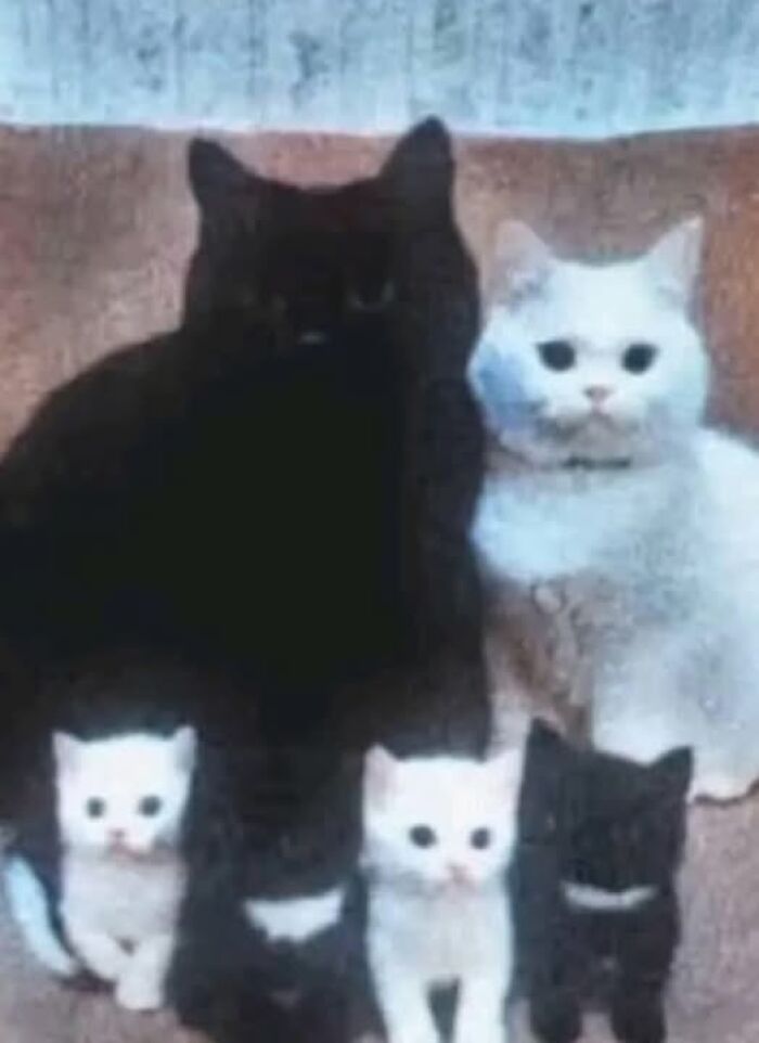 Two adult cats and four kittens in black and white fur sitting together, showcasing hilarious cat moments caught on camera.
