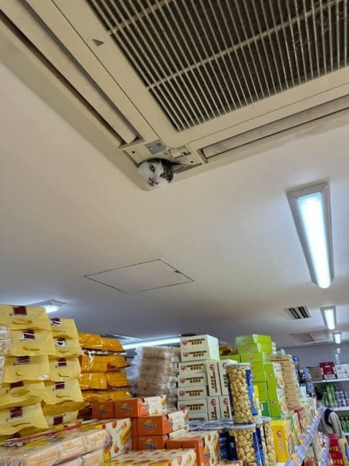 Cat peeking through ceiling vent in a store, one of the hilarious cat moments caught on camera near stacked products.