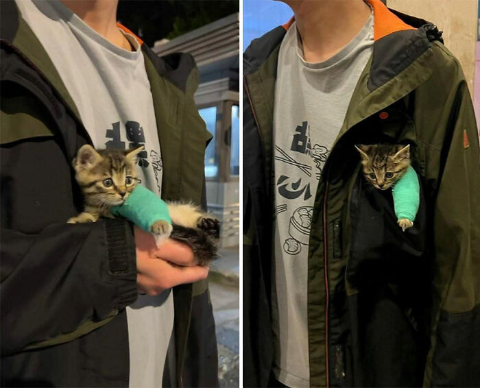 Kitten with a turquoise cast on its leg being gently held and tucked inside a jacket, showcasing funny cat moments caught on camera.