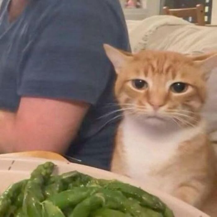 Orange tabby cat staring at a plate of green vegetables, capturing a hilarious cat moment caught on camera.
