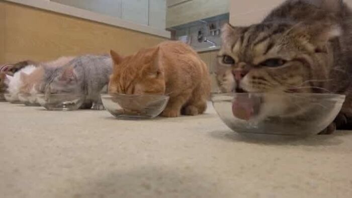 Four cats drinking water from glass bowls in a row, capturing funny and adorable cat moments on camera.