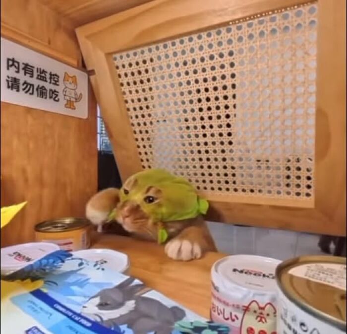 Cat wearing a green hat peeking over a shelf among canned goods in a hilarious cat moment caught on camera.