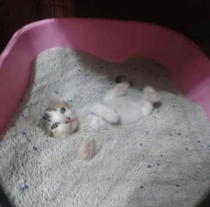 Kitten buried in litter box plays and relaxes showing hilarious cat moments caught on camera in a funny scene.