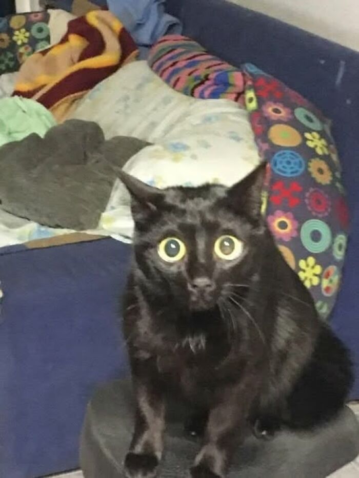 Black cat with wide eyes sitting on a chair in a colorful room, one of the hilarious cat moments caught on camera.