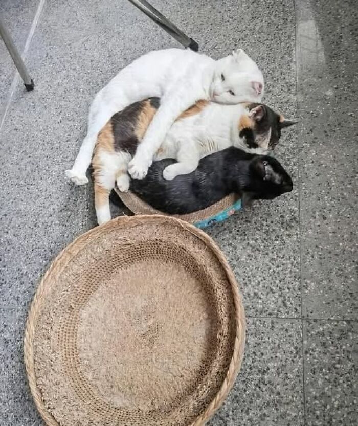 Three cats cuddling closely on a tiled floor, showcasing one of the funniest cat moments caught on camera.