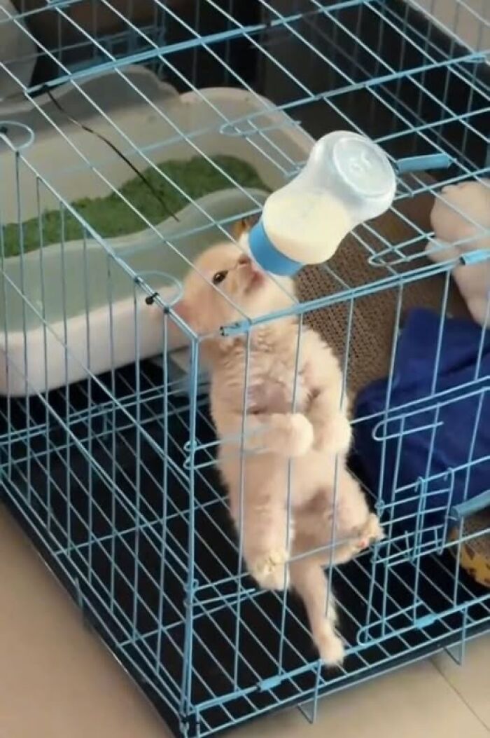 Cute kitten drinking milk from bottle inside a blue metal cage, one of the hilarious cat moments caught on camera.