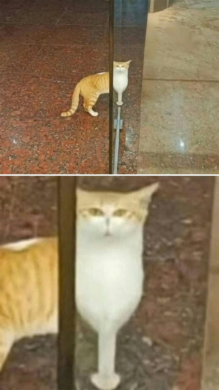 Orange and white cat perfectly aligned with a glass door hinge, creating a hilarious distorted cat moment caught on camera.