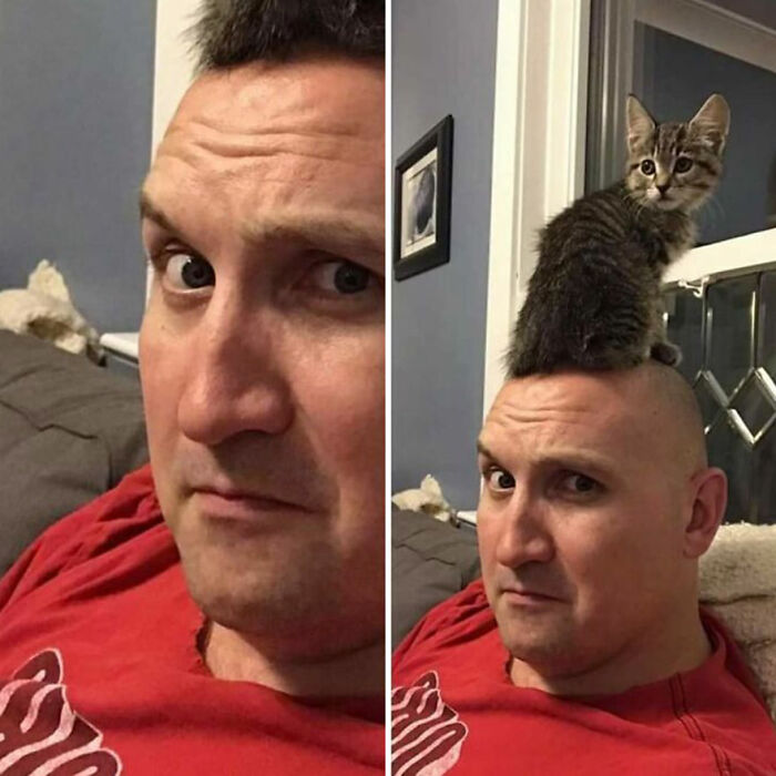 Man making surprised face with a kitten sitting on his bald head, showcasing hilarious cat moments caught on camera.
