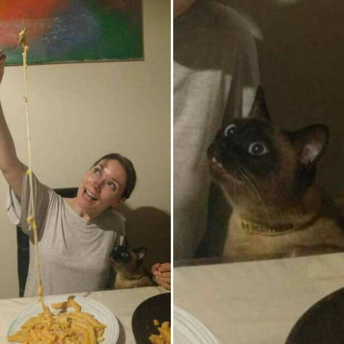 Woman holding up stretchy cheese pasta while her cat looks on with wide, hilarious eyes in a funny cat moments image.