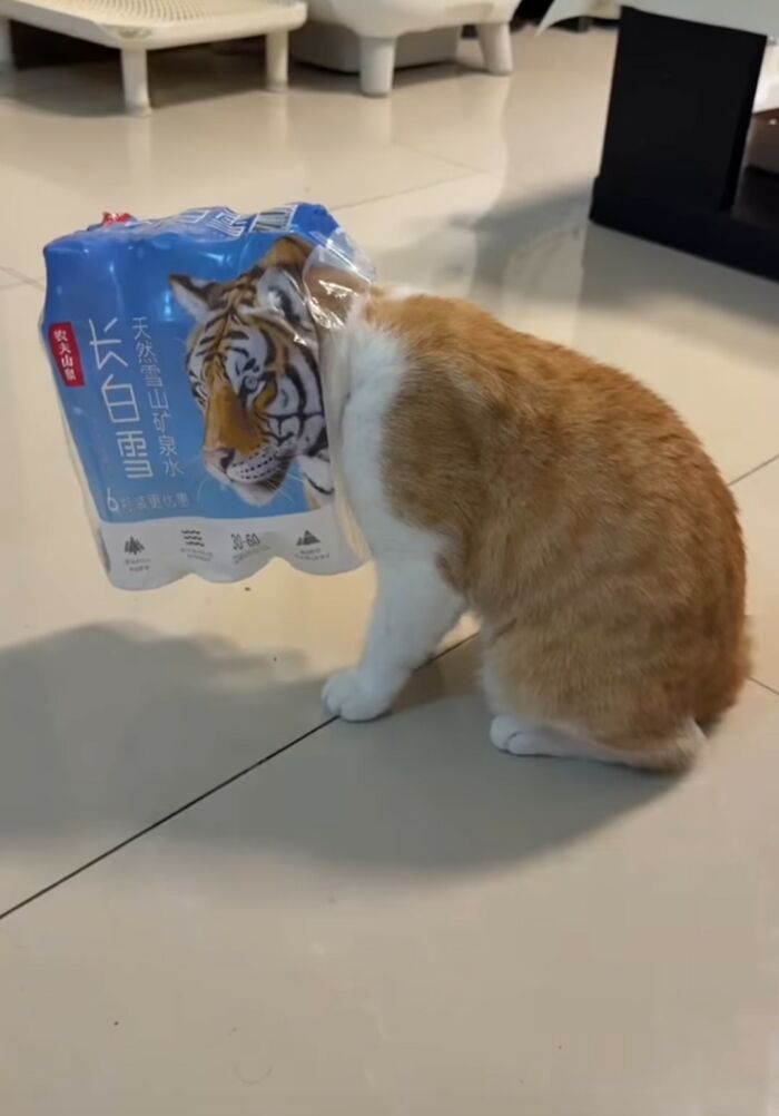 Orange and white cat with its head stuck inside a pack of bottled water featuring a tiger image on the packaging.