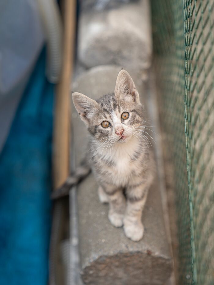 Gray tabby kitten adapted to city life sitting on concrete near a wire fence, captured by a photographer.