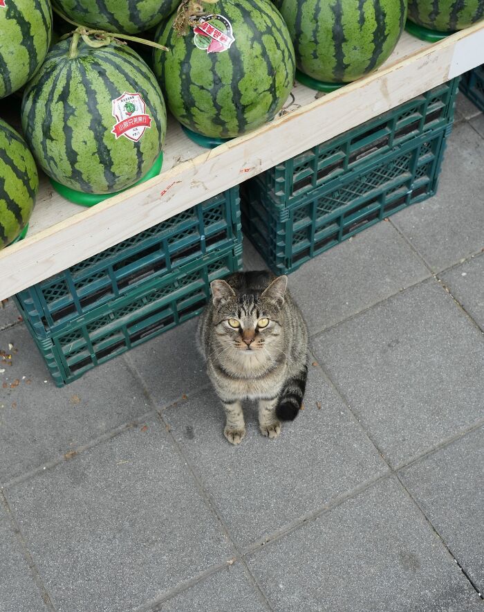 Tabby cat sitting on city pavement near watermelons, showcasing cats adapted to urban city life in street photography.
