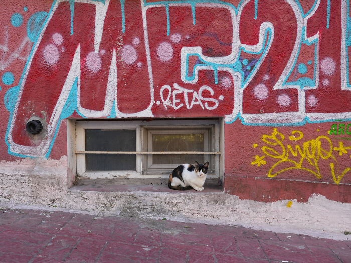 Calico cat adapted to city life resting on a ledge below graffiti-covered wall in an urban environment.