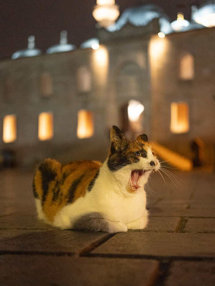 Calico city cat yawning while resting on the pavement at night, showcasing urban life adaptation and charm.