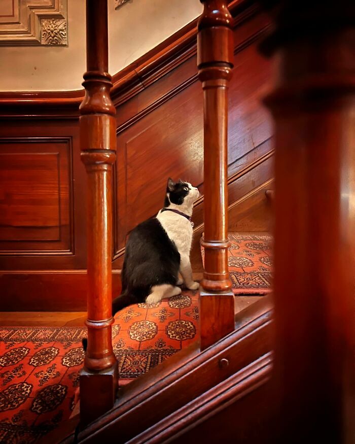 Black and white city cat sitting on a patterned carpeted staircase surrounded by polished wooden railings.
