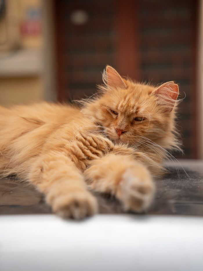 Orange cat adapted to city life lounging on a surface, captured by photographer in urban environment.